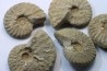 lot de 5 PSEUDOSCHLOENBACHIA // campanian // Belo sur Tsiribihina - MADAGASCAR