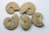 lot de 5 PSEUDOSCHLOENBACHIA // campanian // Belo sur Tsiribihina - MADAGASCAR
