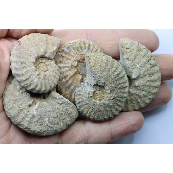 lot de 5 PSEUDOSCHLOENBACHIA  // campanian // Belo sur Tsiribihina - MADAGASCAR
