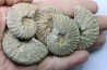 lot de 5 PSEUDOSCHLOENBACHIA // campanian // Belo sur Tsiribihina - MADAGASCAR