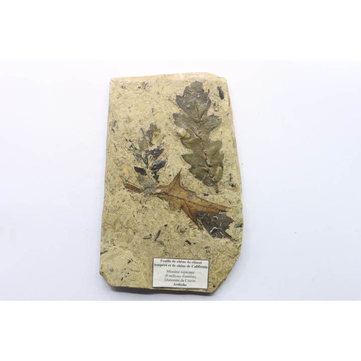feuilles de chêne - Tortonien, (Miocene) - Massif du Coiron, Saint Bauzile, Ardeche