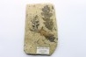 feuilles de chêne - Tortonien, (Miocene) - Massif du Coiron, Saint Bauzile, Ardeche