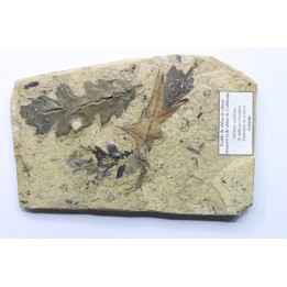 feuilles de chêne - Tortonien, (Miocene) - Massif du Coiron, Saint Bauzile, Ardeche