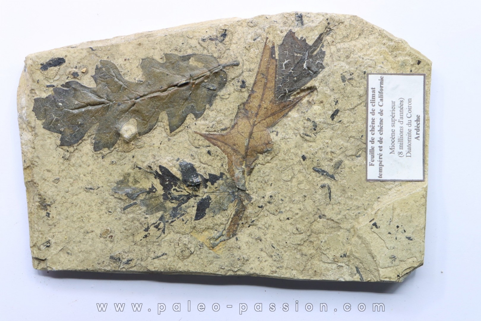 feuilles de chêne - Tortonien, (Miocene) - Massif du Coiron, Saint Bauzile, Ardeche