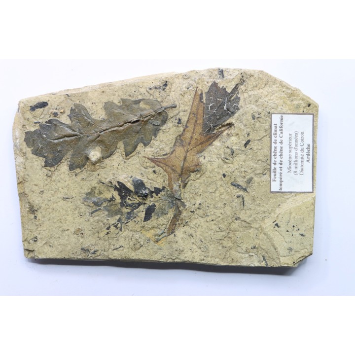feuilles de chêne - Tortonien, (Miocene) - Massif du Coiron, Saint Bauzile, Ardeche