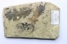 feuilles de chêne - Tortonien, (Miocene) - Massif du Coiron, Saint Bauzile, Ardeche