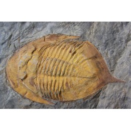 Kierarges Morrisoni - ordovicien - fezouata Fmt - Zagora, Maroc