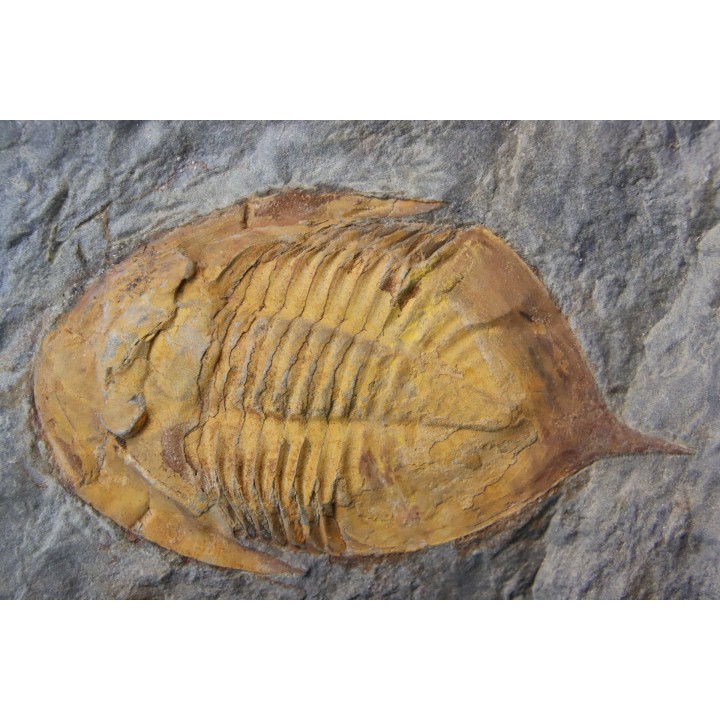 Kierarges Morrisoni (Corbacho, 2014) // ordovician // fezouata Fmt // Zagora, Morocco