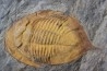 Kierarges Morrisoni - ordovicien - fezouata Fmt - Zagora, Maroc