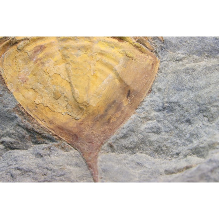 Kierarges Morrisoni - ordovicien - fezouata Fmt - Zagora, Maroc