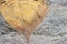 Kierarges Morrisoni - ordovicien - fezouata Fmt - Zagora, Maroc