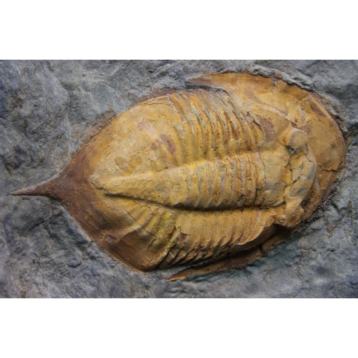 Kierarges Morrisoni - ordovicien - fezouata Fmt - Zagora, Maroc