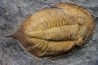 Kierarges Morrisoni - ordovicien - fezouata Fmt - Zagora, Maroc