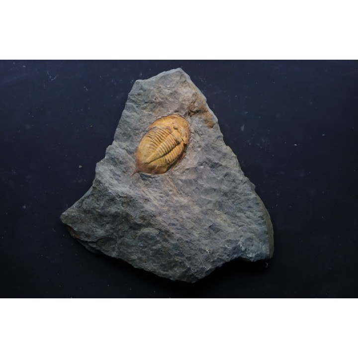 Kierarges Morrisoni - ordovicien - fezouata Fmt - Zagora, Maroc