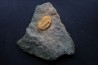 Kierarges Morrisoni - ordovicien - fezouata Fmt - Zagora, Maroc