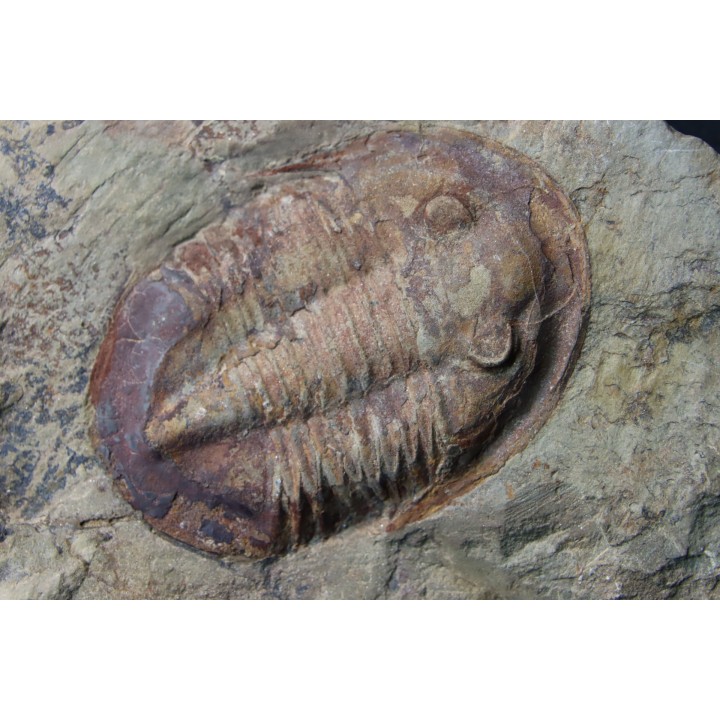 Asaphellus fezouatensis - ordovician -fezouata Fmt - Zagora, Morocco