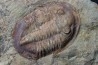 Asaphellus fezouatensis - ordovician -fezouata Fmt - Zagora, Morocco
