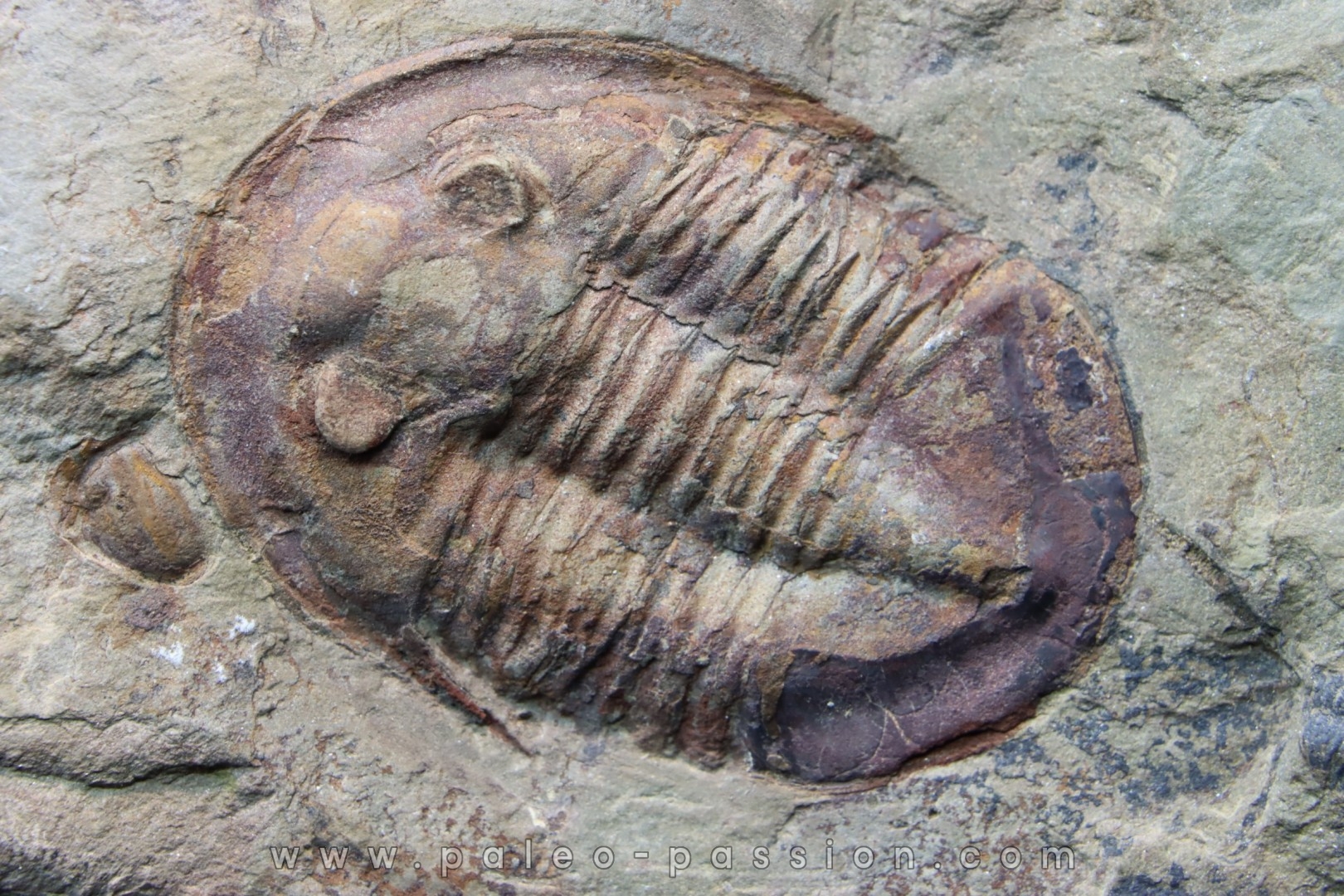 Asaphellus fezouatensis - ordovicien - fezouata Fmt - Zagora, Maroc
