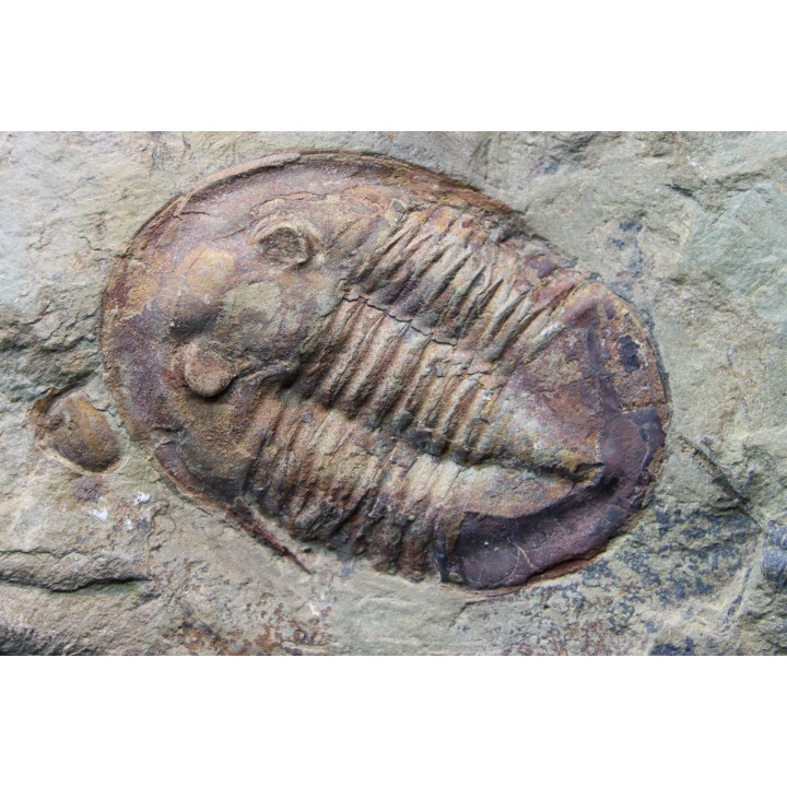 Asaphellus fezouatensis - ordovician -fezouata Fmt - Zagora, Morocco