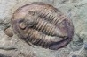 Asaphellus fezouatensis - ordovicien - fezouata Fmt - Zagora, Maroc