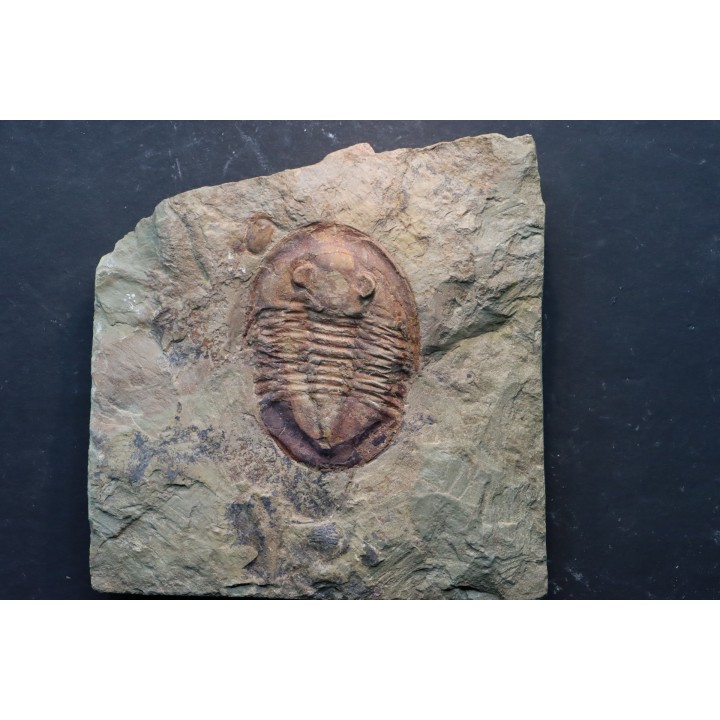 Asaphellus fezouatensis - ordovician -fezouata Fmt - Zagora, Morocco