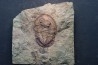 Asaphellus fezouatensis - ordovician -fezouata Fmt - Zagora, Morocco