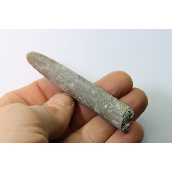belemnite: Belemnitella Mucronatha - upper campanian - Höver, Hannover, Germany