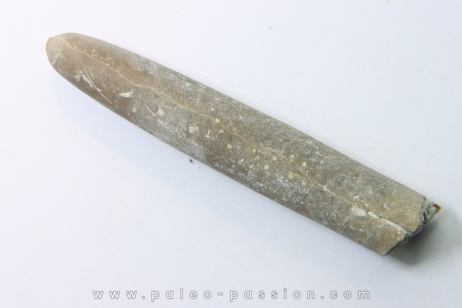 belemnite: Belemnitella Mucronatha - upper campanian - Höver, Hannover, Germany