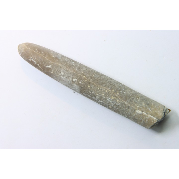 belemnite: Belemnitella Mucronatha - upper campanian - Höver, Hannover, Germany