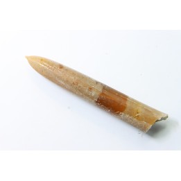 belemnite: Belemnitella Mucronatha - upper campanian - Höver, Hannover, Germany