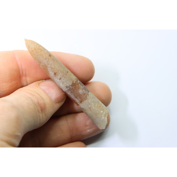 belemnite: Belemnitella Mucronatha - upper campanian - Höver, Hannover, Germany