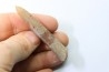 belemnite: Belemnitella Mucronatha - upper campanian - Höver, Hannover, Germany