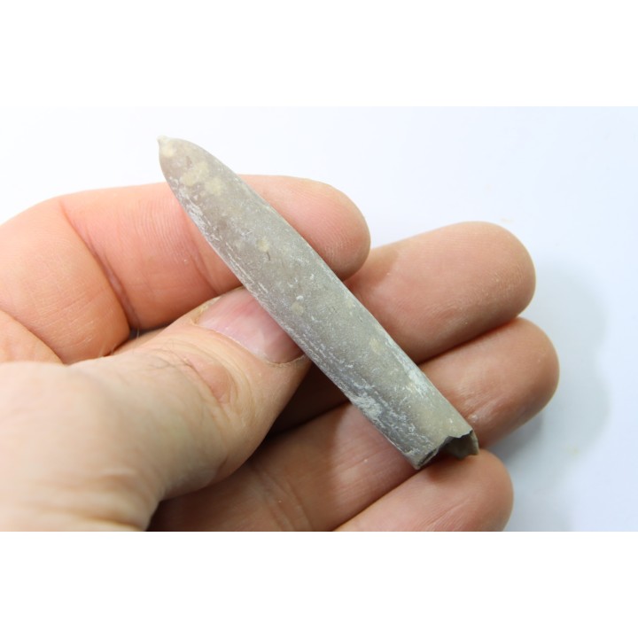 belemnite: Belemnitella Mucronatha - upper campanian - Höver, Hannover, Germany