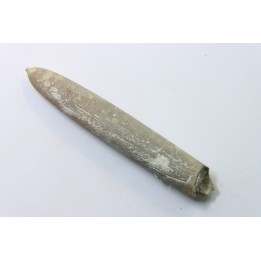 belemnite: Belemnitella Mucronatha - upper campanian - Höver, Hannover, Germany
