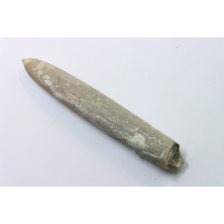 belemnite: Belemnitella Mucronatha - upper campanian - Höver, Hannover, Germany