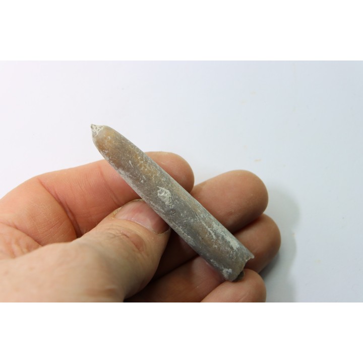 belemnite: Belemnitella Mucronatha - upper campanian - Höver, Hannover, Germany