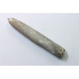 belemnite: Belemnitella Mucronatha - upper campanian - Höver, Hannover, Germany