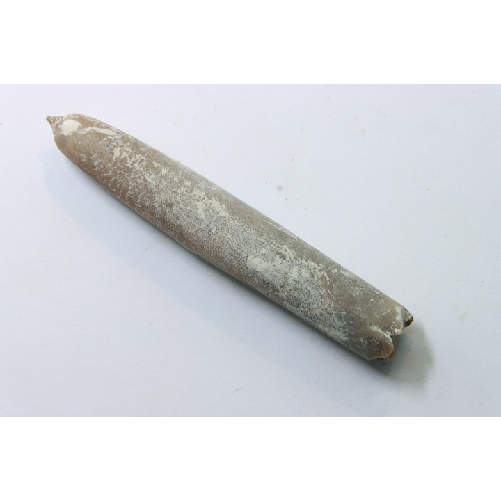 belemnite: Belemnitella Mucronatha - upper campanian - Höver, Hannover, Germany