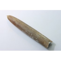 belemnite: Belemnitella Mucronatha - upper campanian - Höver, Hannover, Germany