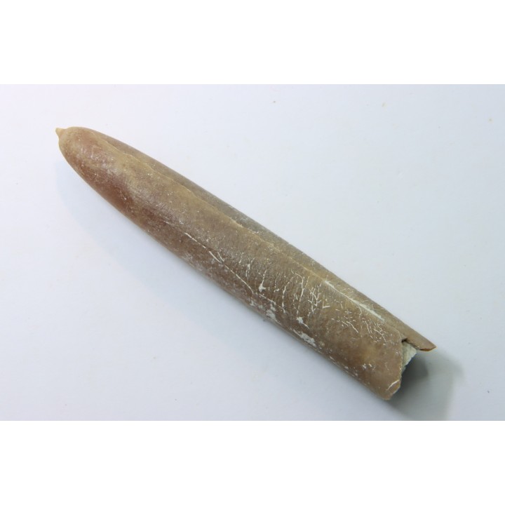 belemnite: Belemnitella Mucronatha - upper campanian - Höver, Hannover, Germany