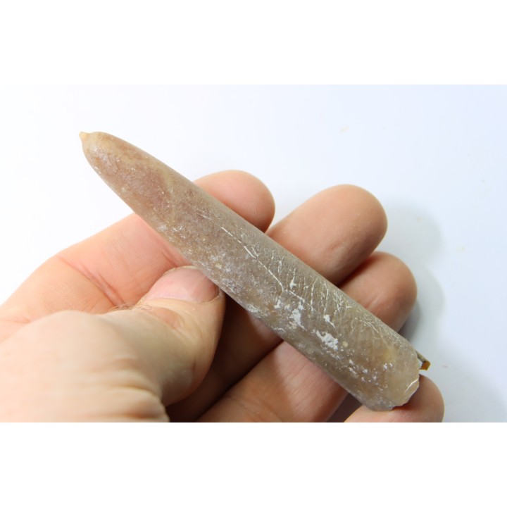 belemnite: Belemnitella Mucronatha - upper campanian - Höver, Hannover, Germany