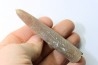 belemnite: Belemnitella Mucronatha - upper campanian - Höver, Hannover, Germany