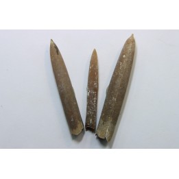 set of 3 belemnites: Belemnitella Mucronatha - upper campanian - Höver, Hannover, Germany