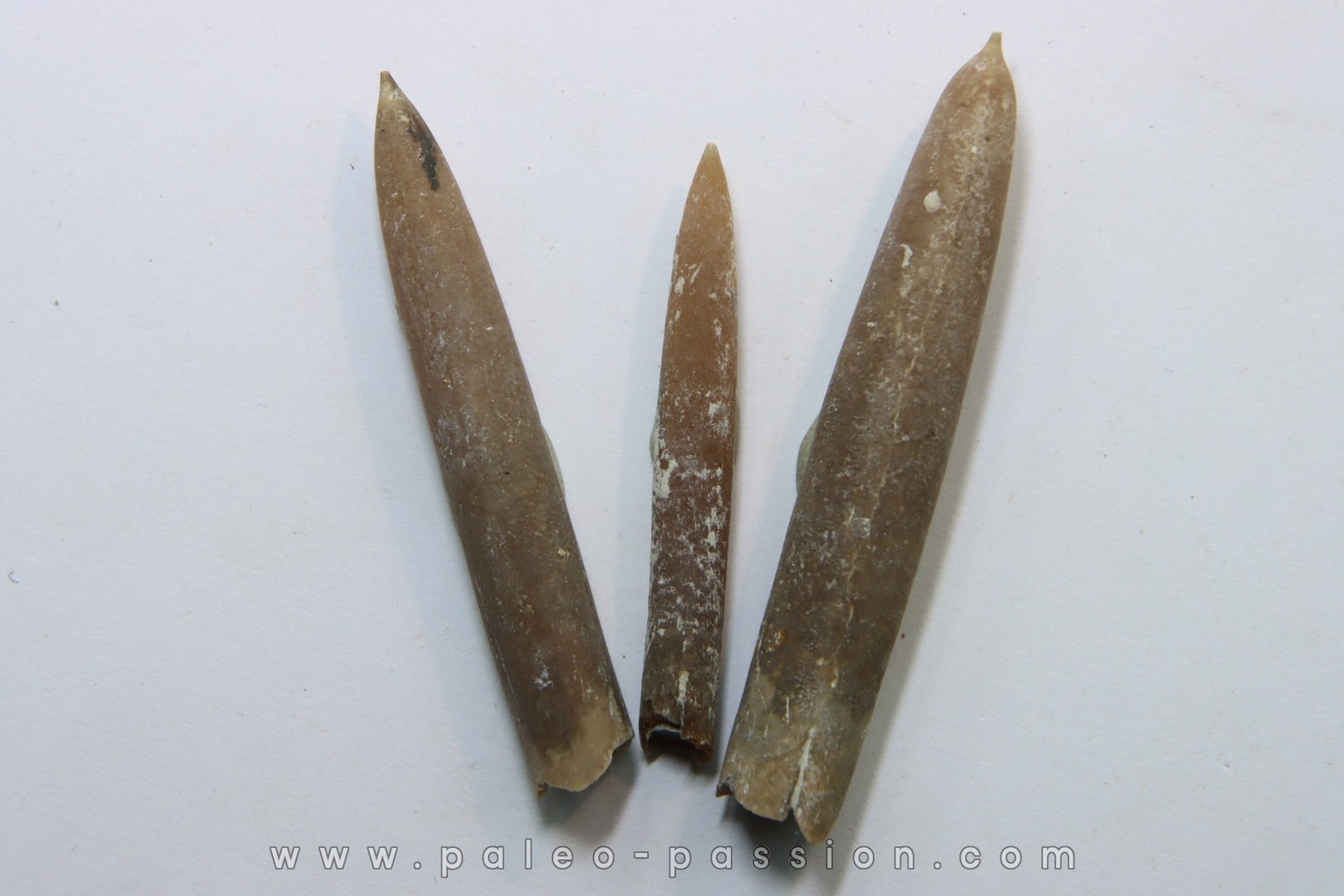 set of 3 belemnites: Belemnitella Mucronatha - upper campanian - Höver, Hannover, Germany