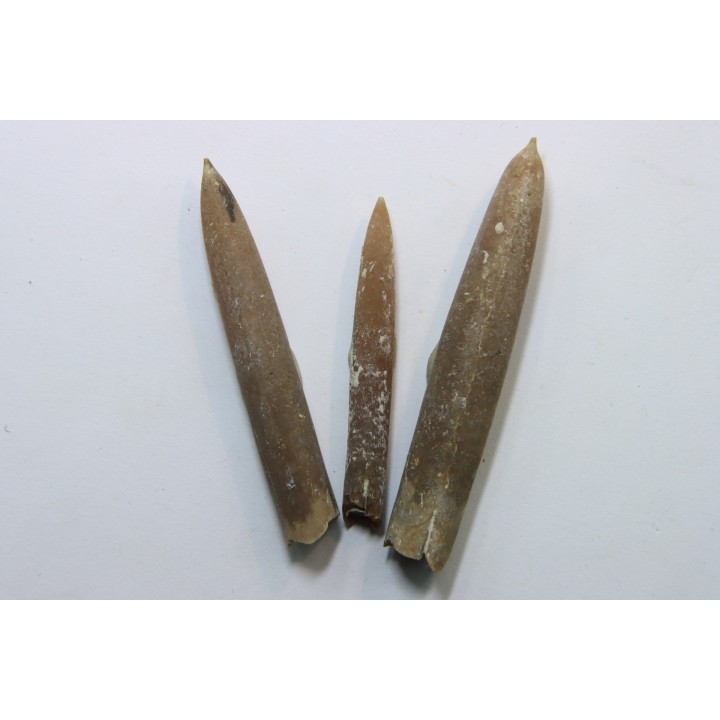 set of 3 belemnites: Belemnitella Mucronatha - upper campanian - Höver, Hannover, Germany