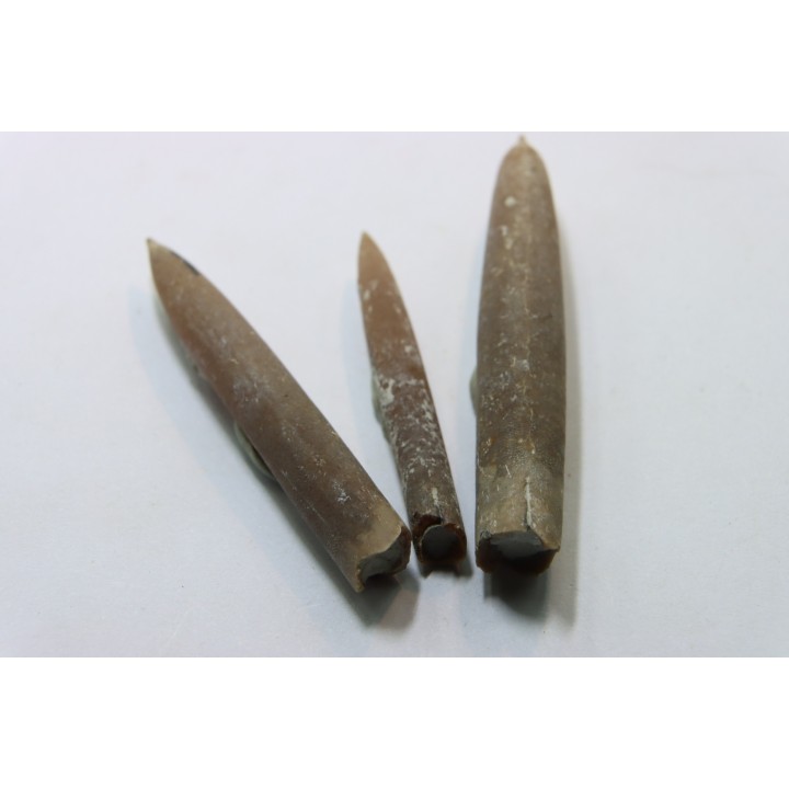 set of 3 belemnites: Belemnitella Mucronatha - upper campanian - Höver, Hannover, Germany