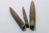 set of 3 belemnites: Belemnitella Mucronatha - upper campanian - Höver, Hannover, Germany