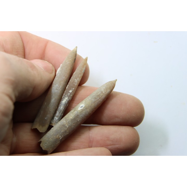 set of 3 belemnites: Belemnitella Mucronatha - upper campanian - Höver, Hannover, Germany