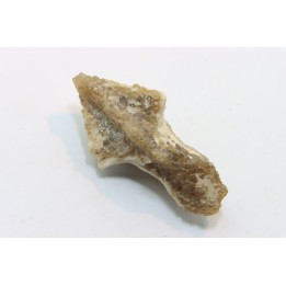 Rhyncholite ( bec de nautile) - Barthonien - Gueran, Sahara occidentale