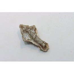 Rhyncholite ( bec de nautile) - Barthonien - Gueran, Sahara occidentale